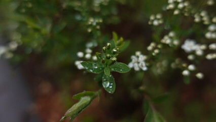 rain drops on a leaf
