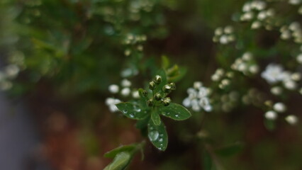 water drops on a leaf