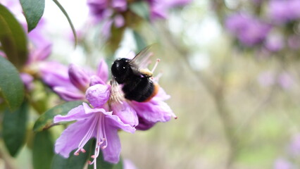 bee on a flower