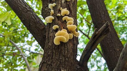 A group of fresh white mushrooms on a tree with green alga.  Fungus or mushrooms growing in branch