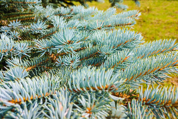 Naklejka na ściany i meble Dwarf Colorado blue spruce - Latin name - Picea pungens Glauca Globosa.