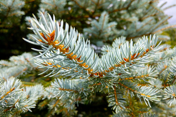 Naklejka na ściany i meble Dwarf Colorado blue spruce - Latin name - Picea pungens Glauca Globosa.