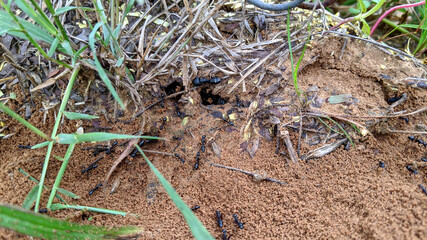 Ants macro photo on a ground texture background. Ants are working in the termite mound, clay soil