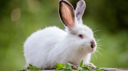 white rabbit on grass