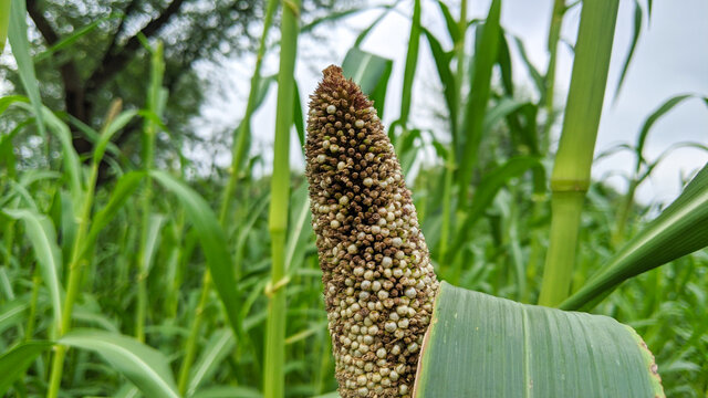 Pearl Millet green Field in Rajasthan India. The Crop is Know as Bajra or Bajri, top view