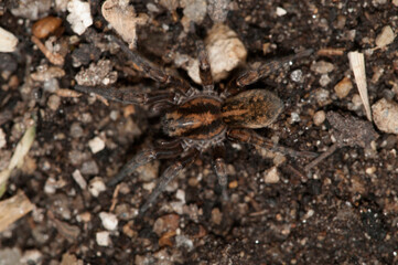 Wolf spider (Trochosa ruricola), Tuscany, Italy.