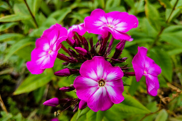 Phlox paniculata Garden phlox in bloom, nature