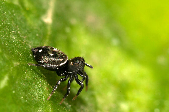 Jumping spider (Heliophanus sp.), Italy.
