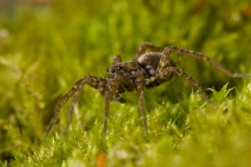Wolf spider (Pardosa sp.), Alps, Italy.