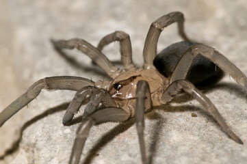 Crevice weaver spider (Filistata insidiatrix), Tuscany, Italy