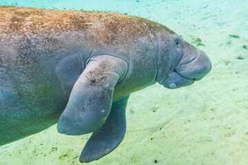 Manatee or sea cow swimming underwater in river over sand
