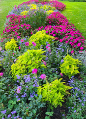 Obraz premium Colorful Flowers