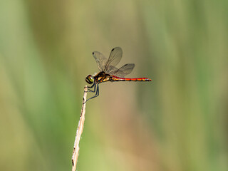 Autumn Darter perched on wetland reed 3