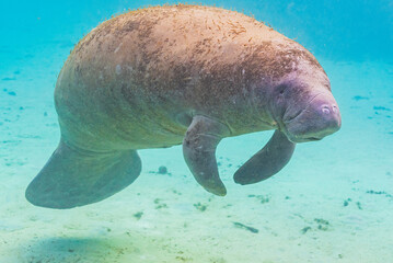 Cute fat manatee or sea cow swimming underwater through clear blue water with sand bottom in river...