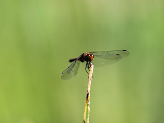 Autumn Darter perched on wetland reed 7
