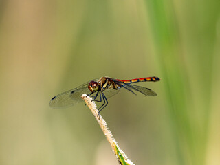 Autumn Darter perched on wetland reed 8