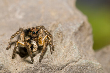 Jumping spider (Aelurillus v-insignitus) male, Italian alps.