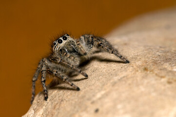 A jumping spider (Philaeus chrysops) female, Piedmont, Italy.