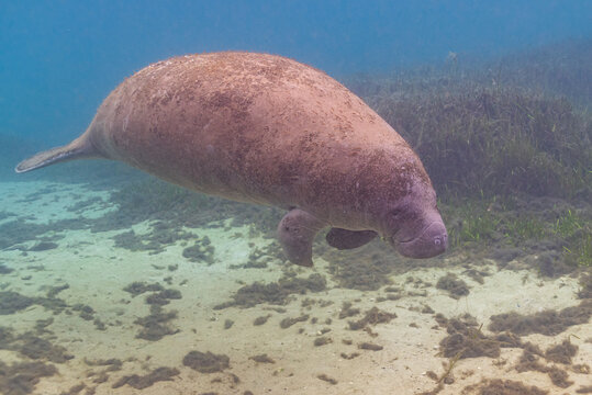 Fat Manatee Or Sea Cow Swimming Over Sand And Eel Grass Underwater In River 