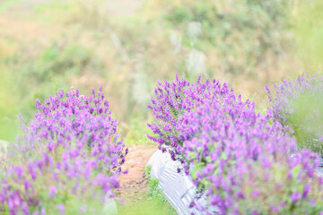 Naklejka premium Flower Festival on the Filed after Harvest at Khaokho Mountain, Thailand