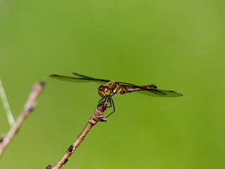 Autumn Darter perched on wetland reed 11