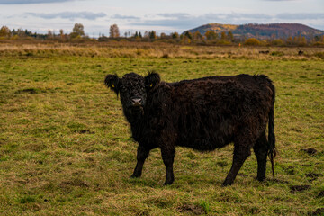 Galloway cattle at the Bannwaldturm Pfrunger-Burgweiler Ried