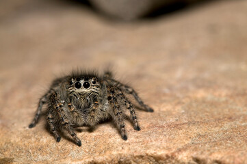 A jumping spider (Philaeus chrysops) female, Italian alps.