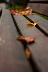 Urban autumn leaves