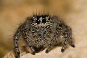 A jumping spider (Philaeus chrysops) female, Italian alps.