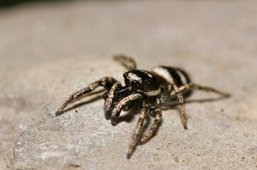 Jumping spider