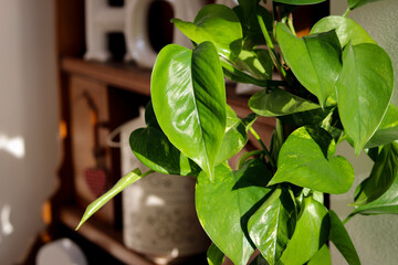 Green indoor house plants