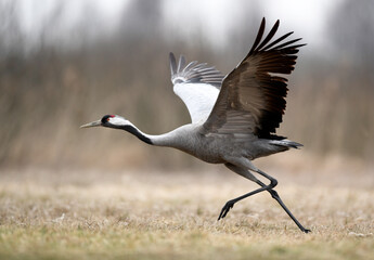 Common crane (Grus grus) bird © Piotr Krzeslak