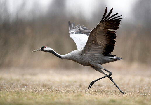 Common crane (Grus grus) bird