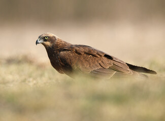 Western Marsh harrier (Circus aeruginosus) - female