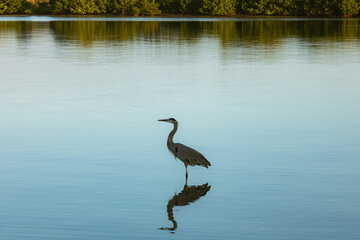 Stand alone Grey Heron