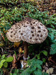 mushroom in the forest