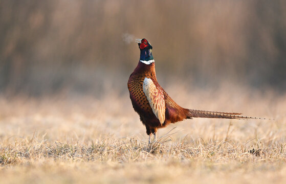 Ringneck Pheasant (Phasianus colchicus) male