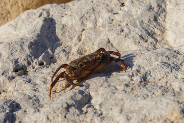 Freshwater river crab (Potamon ibericum) on stone near a mountain river
