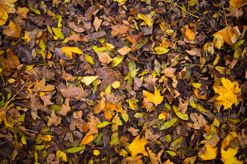 autumn leaves background