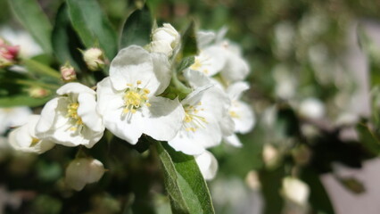 Fototapeta premium close up of white flower