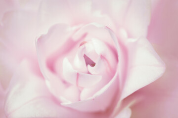 Fototapeta premium White lily flower, close up petals of pink white peony lily. Natural floral background.