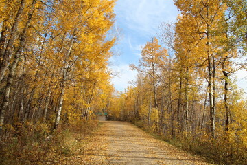 Fototapeta na wymiar Golden Trail, Elk Island National Park, Alberta