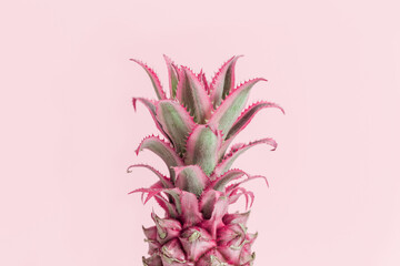Dwarf Ornamental Pineapple red mini flower on pink background. One tropical bloom per stem
