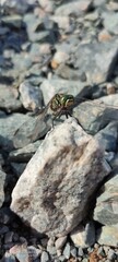 dragonfly on stone