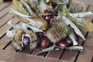 detail of chestnut leaves, with its chestnut fruits on wooden table.
dry leaves, spikes and branches.