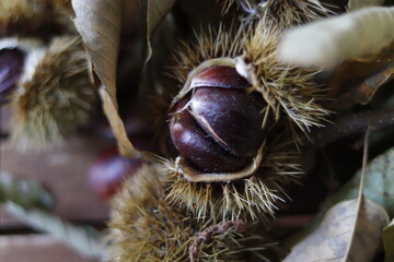 detail of chestnut leaves, with its chestnut fruits on wooden table.
dry leaves, spikes and branches.