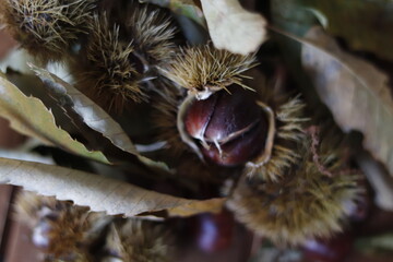 detail of chestnut leaves, with its chestnut fruits on wooden table.
dry leaves, spikes and branches.
