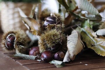 detail of chestnut leaves, with its chestnut fruits on wooden table.
dry leaves, spikes and branches.