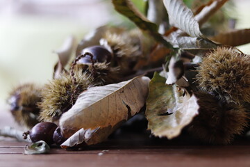 detail of chestnut leaves, with its chestnut fruits on wooden table.
dry leaves, spikes and branches.