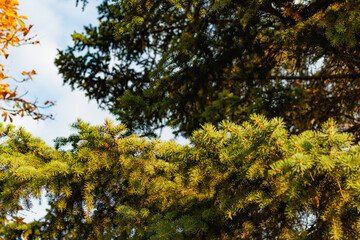 Branches of a green Christmas tree with small green needles in the light of a yellow sunset. Natural and natural background, elements and details of coniferous wood close-up